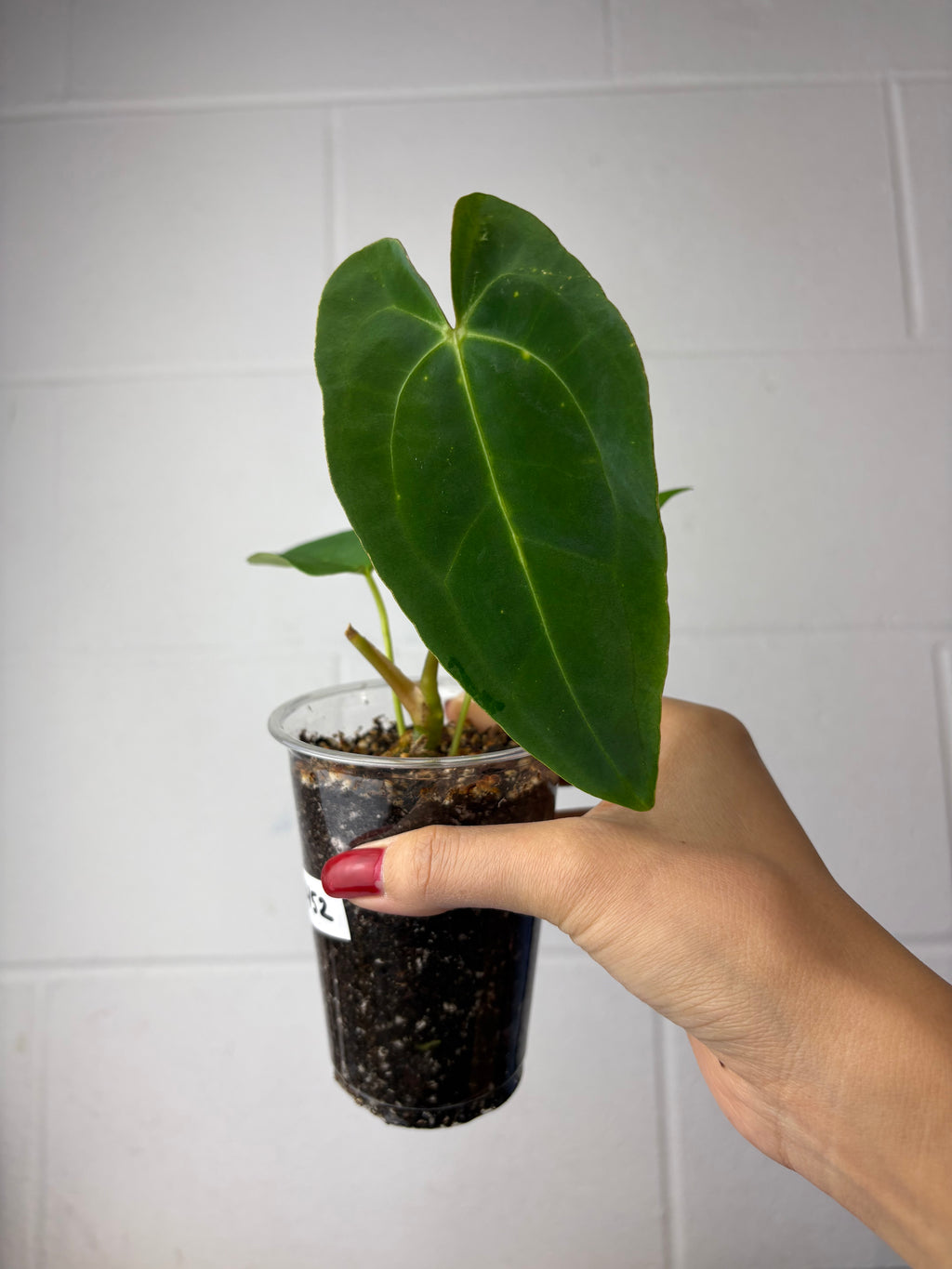 B45-1452- anthurium magnificum x Papi GY