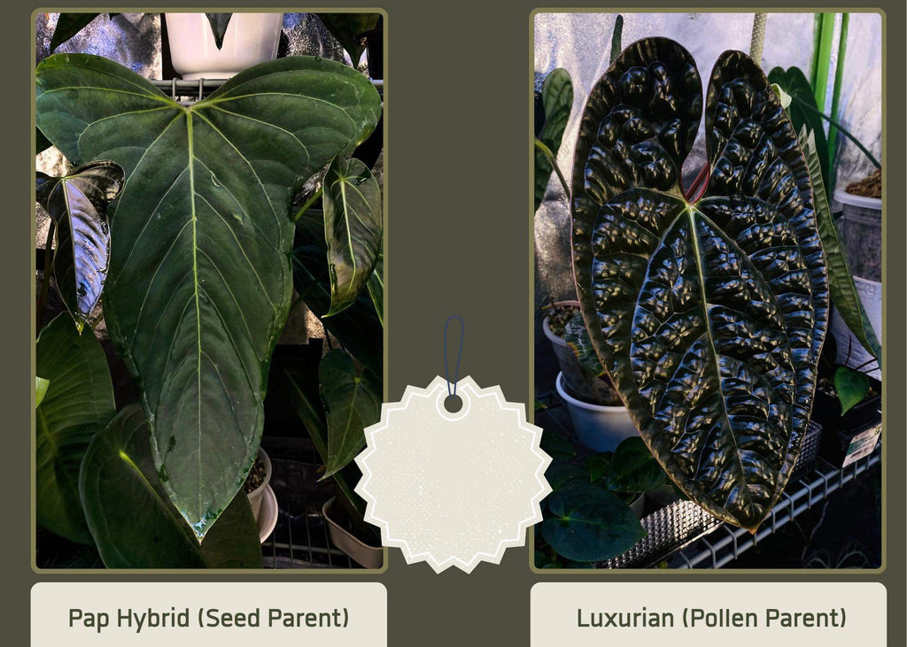 Papi hybrid x luxurians - multiple available