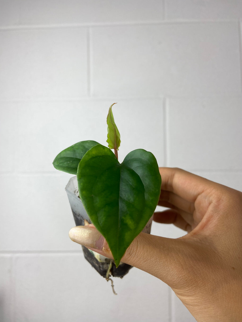 B7-9450- anthurium (magnificum x Gigi) x luxurians