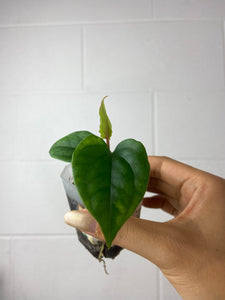 B7-9450- anthurium (magnificum x Gigi) x luxurians