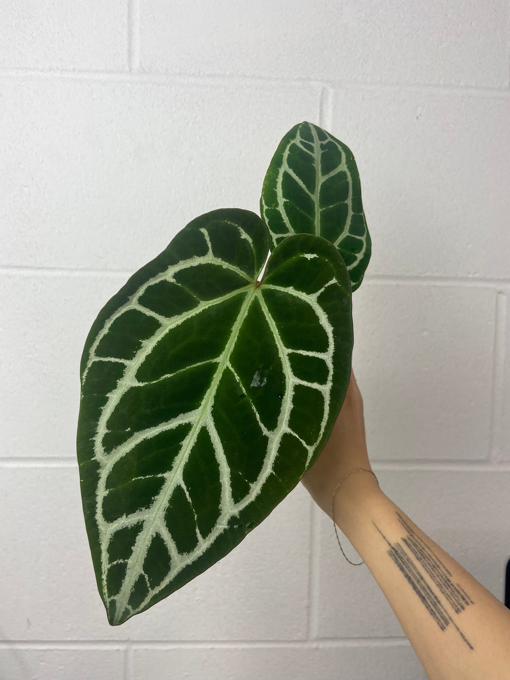 B25-0819- anthurium crystallinum silver special