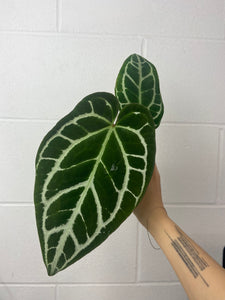 B25-0819- anthurium crystallinum silver special