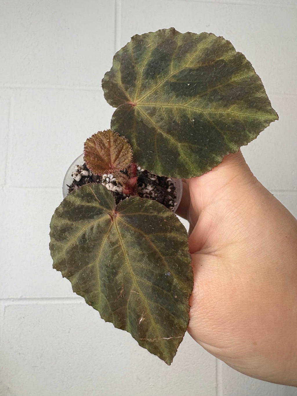 B92–1508- begonia cobra silver ￼