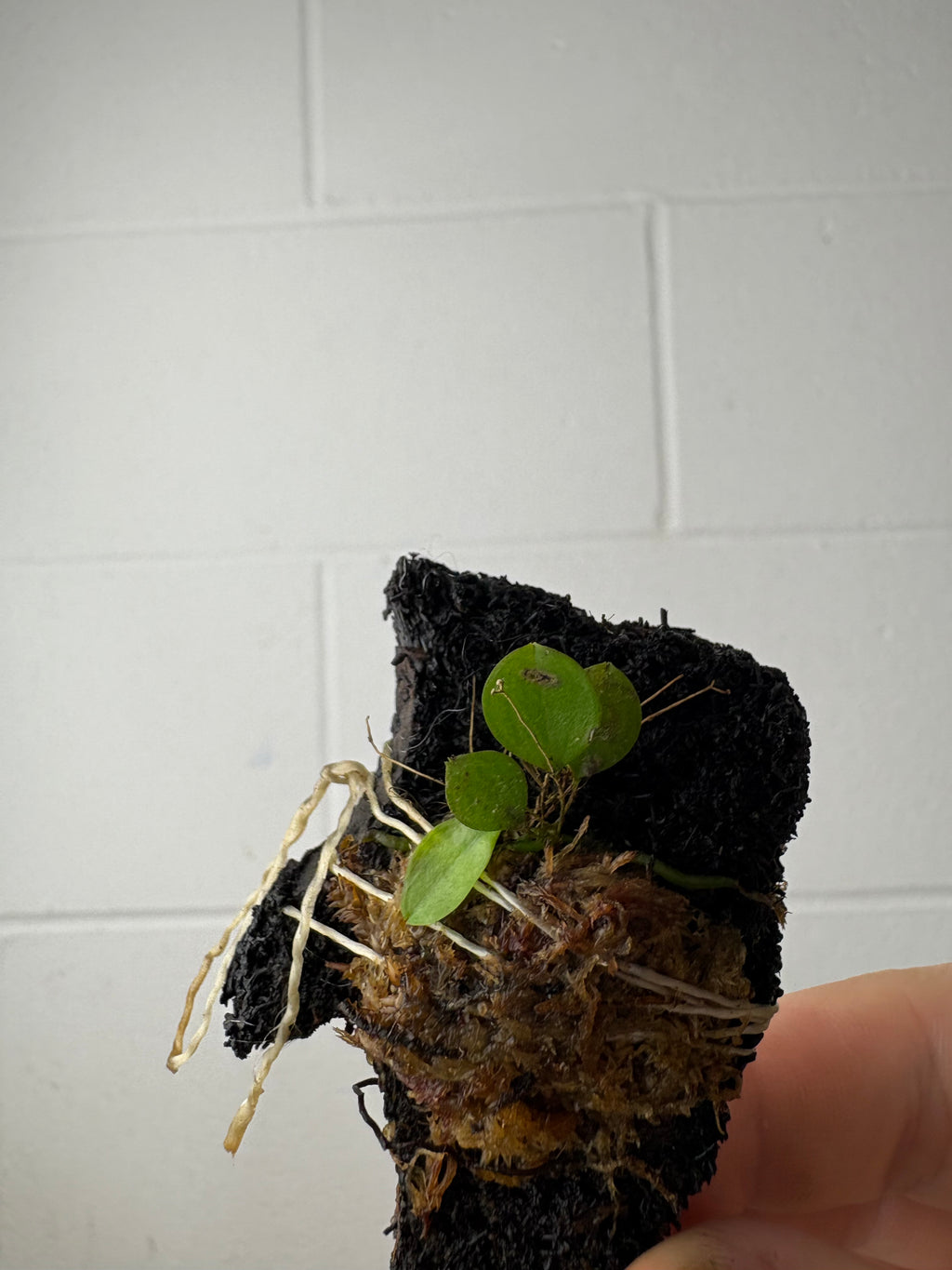 B58-1233- lepanthes telipogniflora