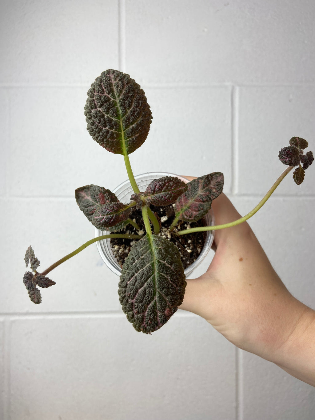 B2-9264- episcia cupreata