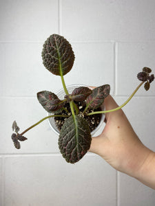 B2-9264- episcia cupreata