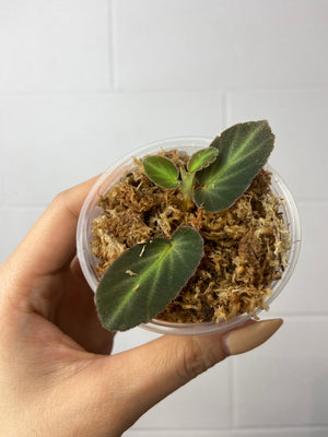 B16-J31- begonia thelmae