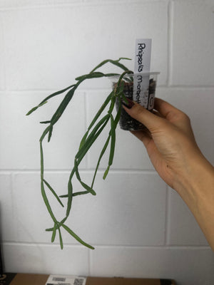 B93-0118- Rhipsalis micrantha