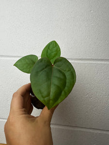 B67-3765- anthurium ‘vag’ x luxurians