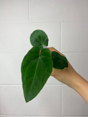 B59-6349- anthurium  tezula Papi ‘40’ x JV (rlxfs)