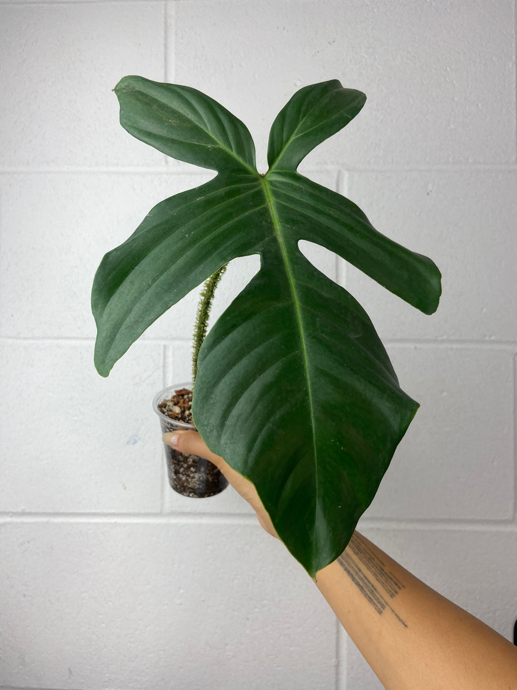 B4-9439-philodendron squamiferum - mid cut