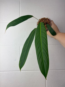 B64-1350- philodendron heterocraspedon