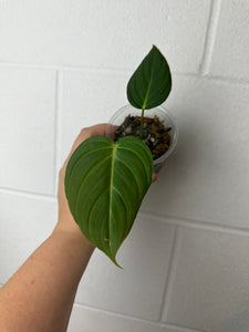 B63-3690- philodendron glorious