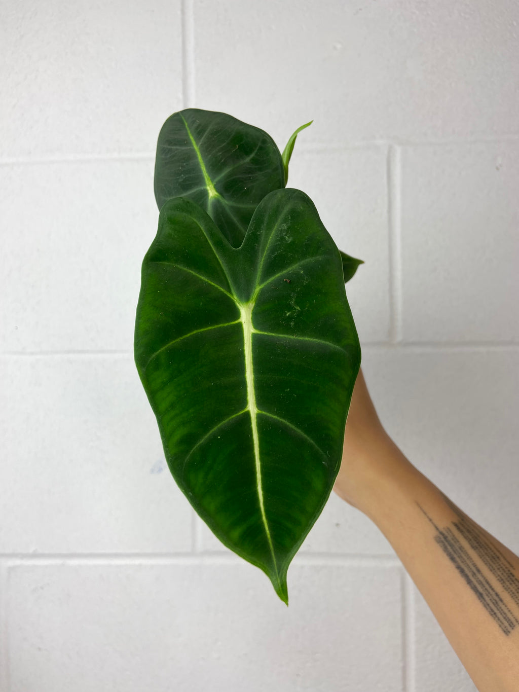 B85-9017- alocasia frydek