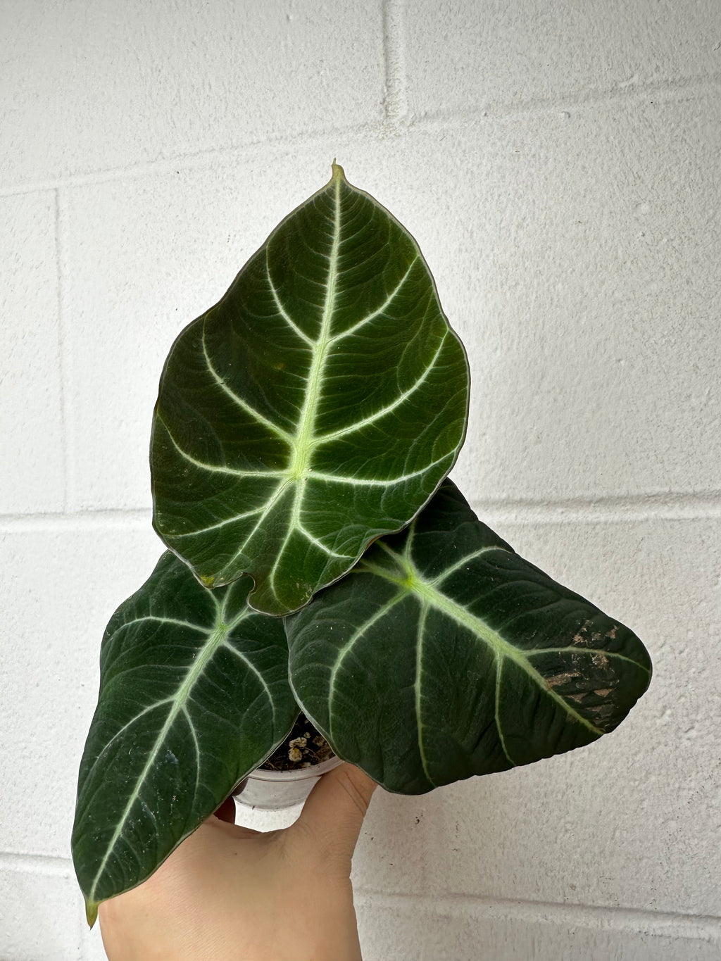 B19-6025- alocasia black velvet