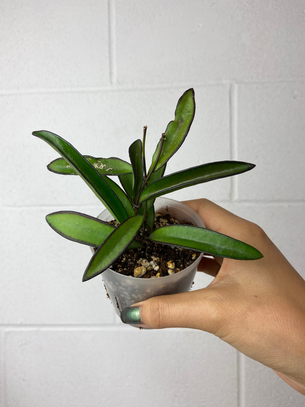 B86-9048- Hoya wayetii