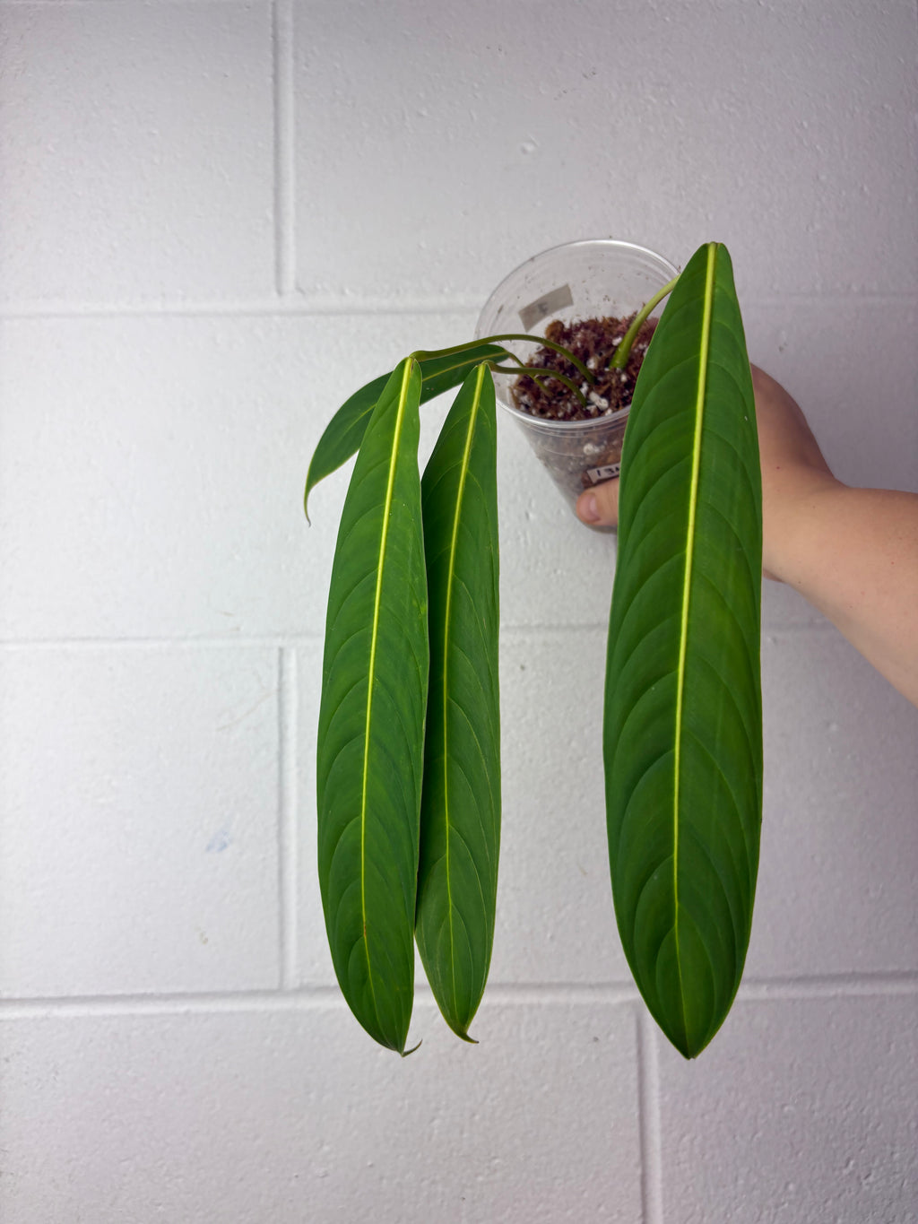 B64-1346- philodendron heterocraspedon