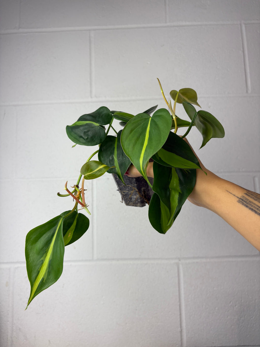 B52-1160- philodendron Brazil
