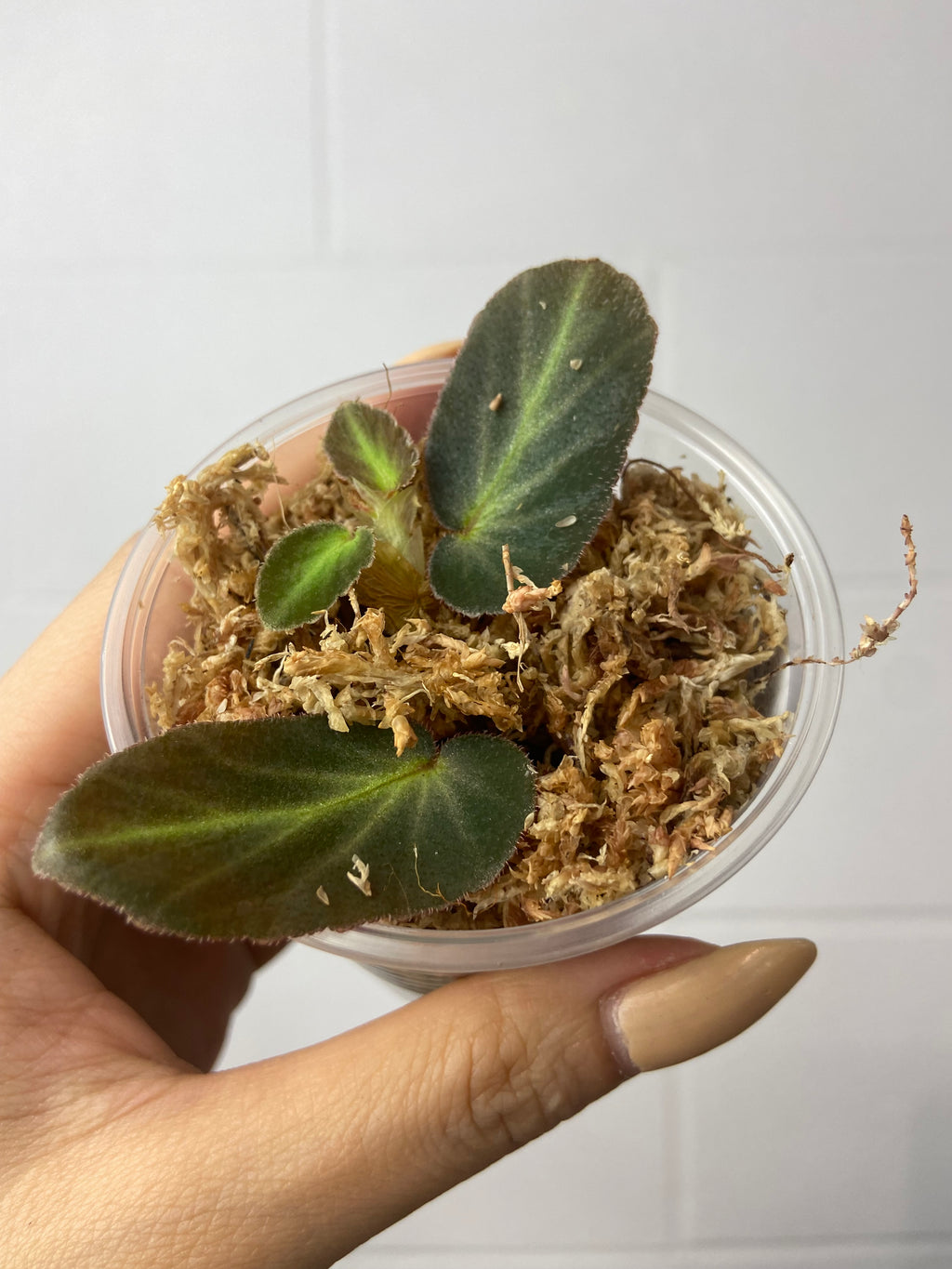 B16-J34- begonia thelmae