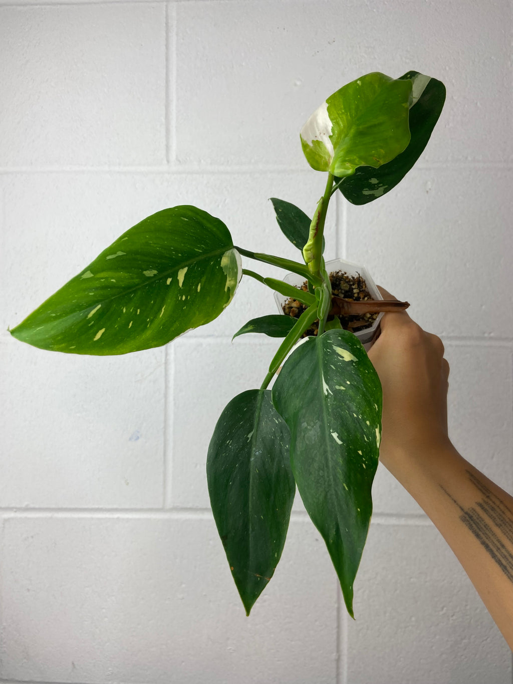B1-6287- philodendron white wizard