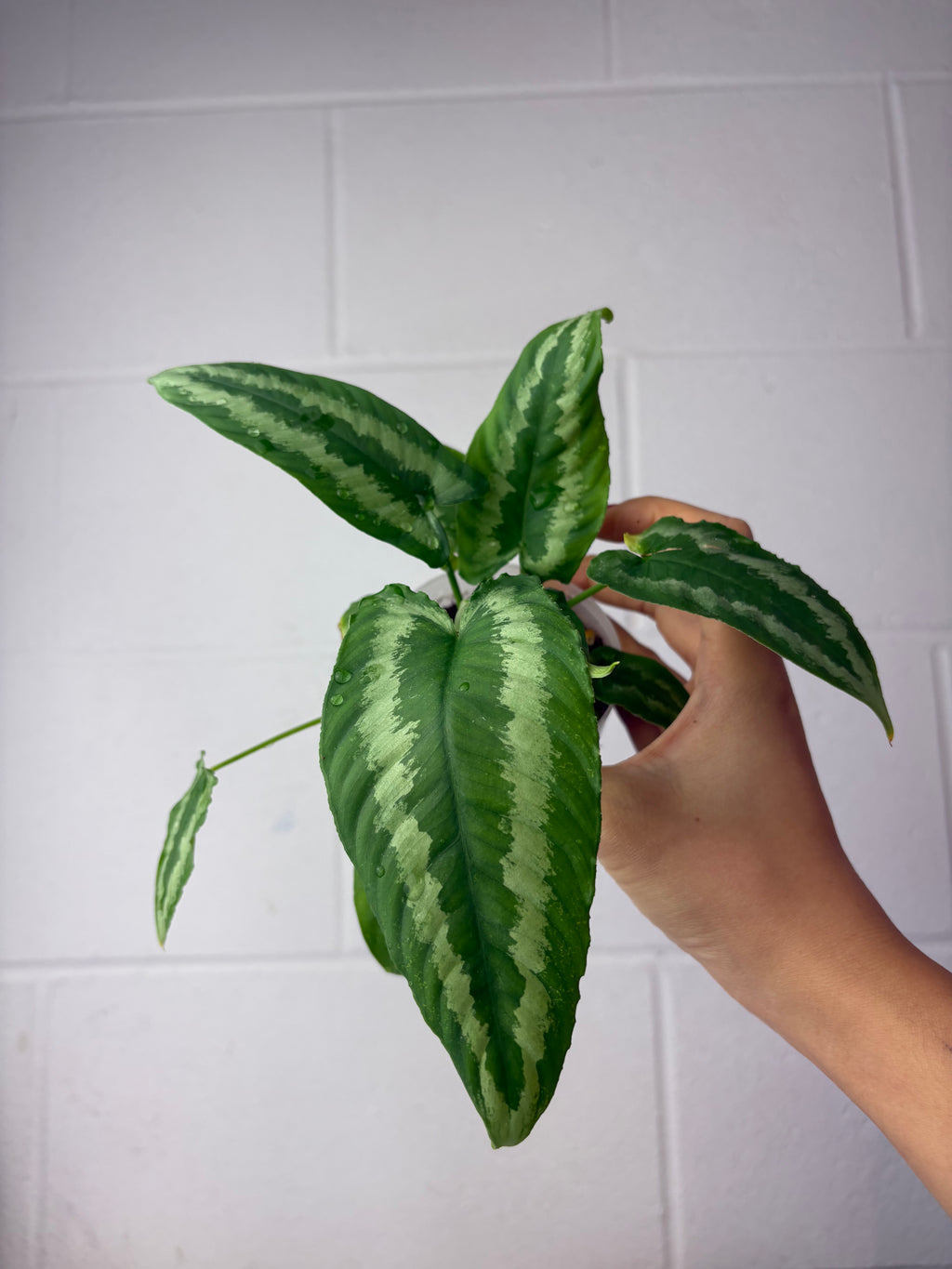 B47-1086- schismatoglottis wallichii