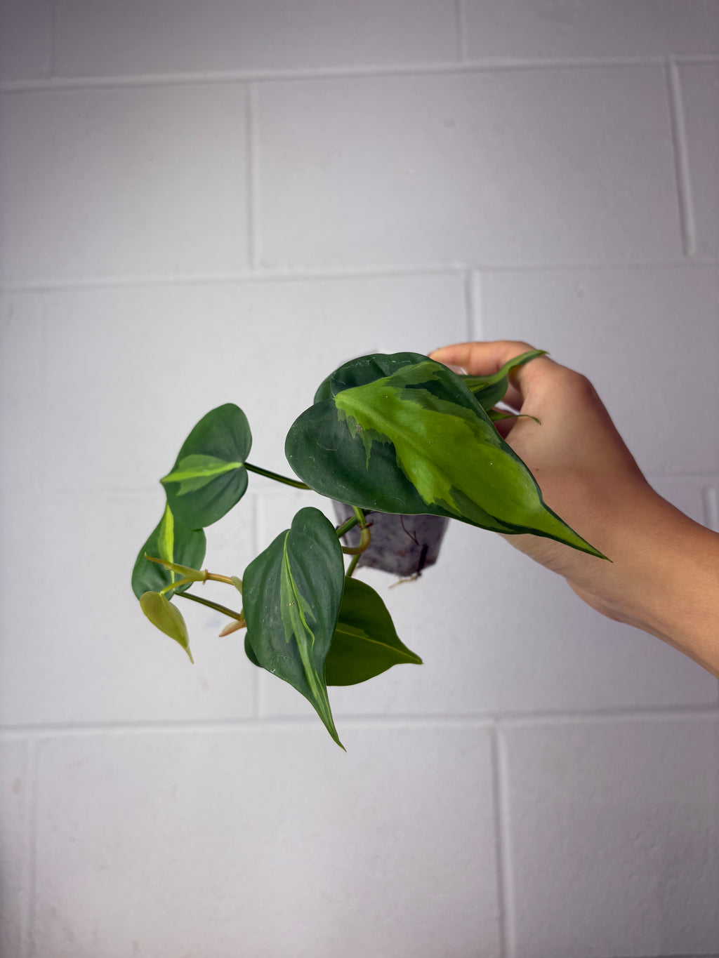 B52-1155- philodendron Brazil