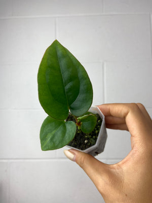 B7-9458- anthurium (magnificum x Gigi) x luxurians