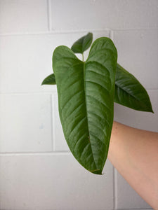 B61-1294-anthurium sp condor