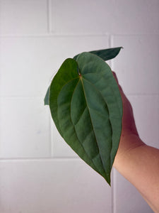 B62-1310- anthurium papillilaminum GY x luxurians