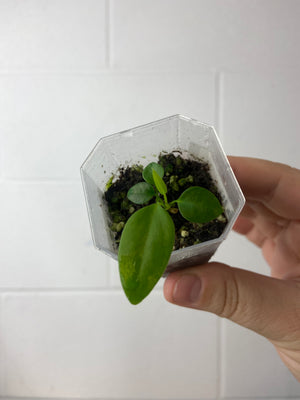 B8-9387- anthurium pallidiflorum seedling