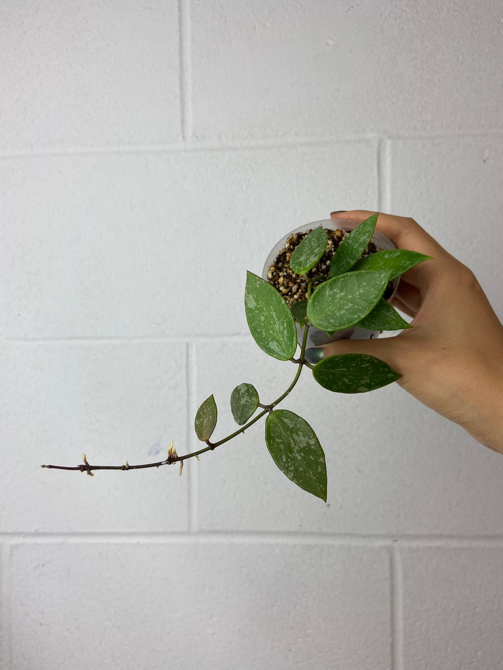 B86-9051- Hoya memoria