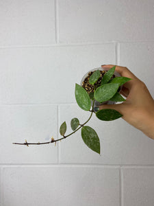 B86-9051- Hoya memoria