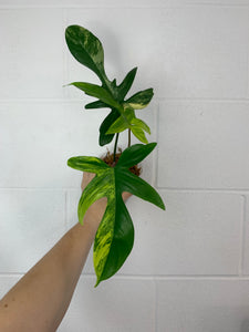 B82- 3960- philodendron Florida beauty