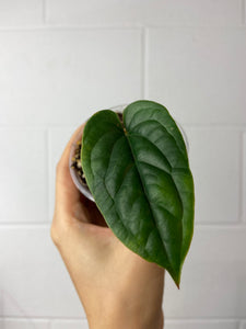 B88-0038- Anthurium radicans x luxurians