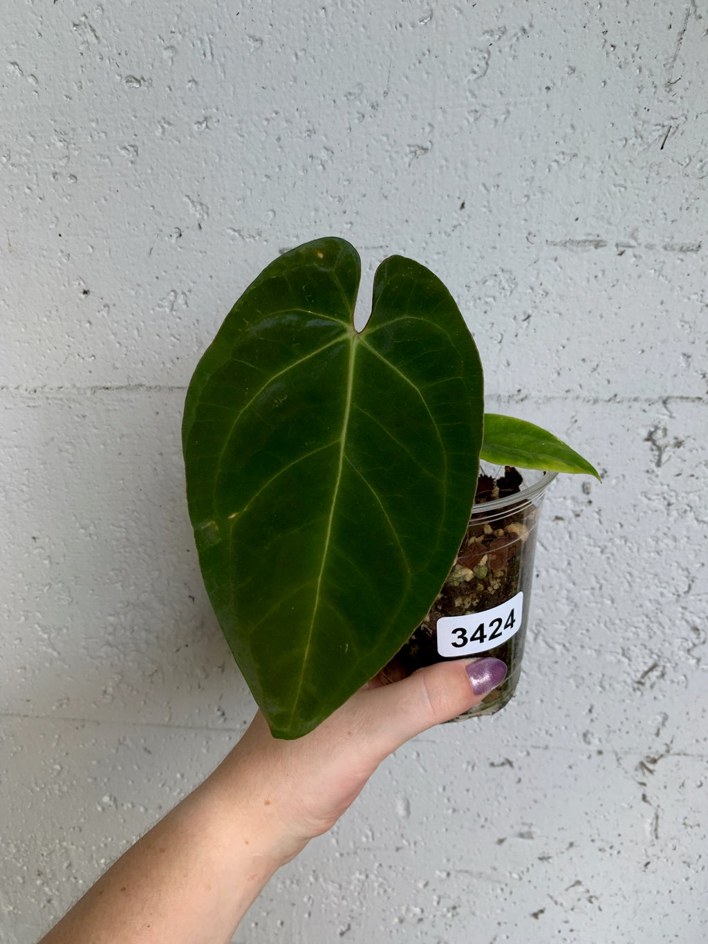 Anthurium magnificum x (rlxfs) - B38-3424