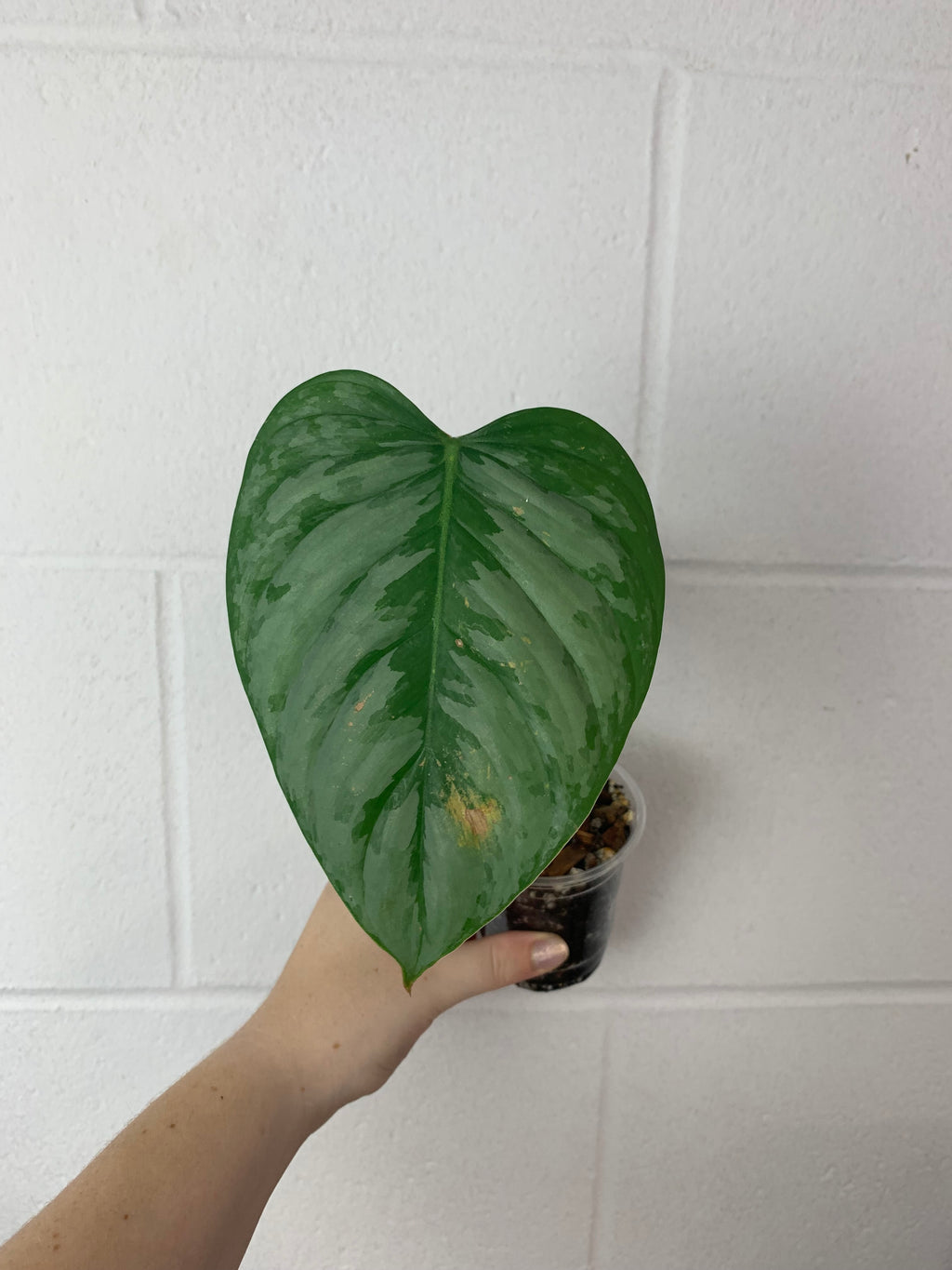 B38-0290- philodendron sodiroi