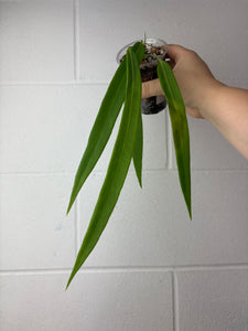 B63-1343- anthurium papillilaminum narrow