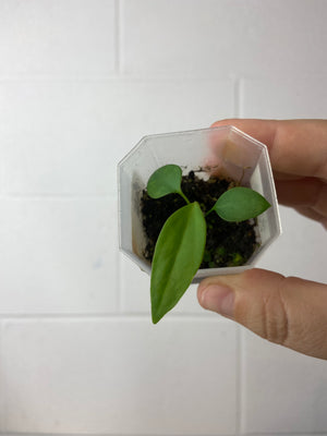 B8-9386- anthurium pallidiflorum seedling