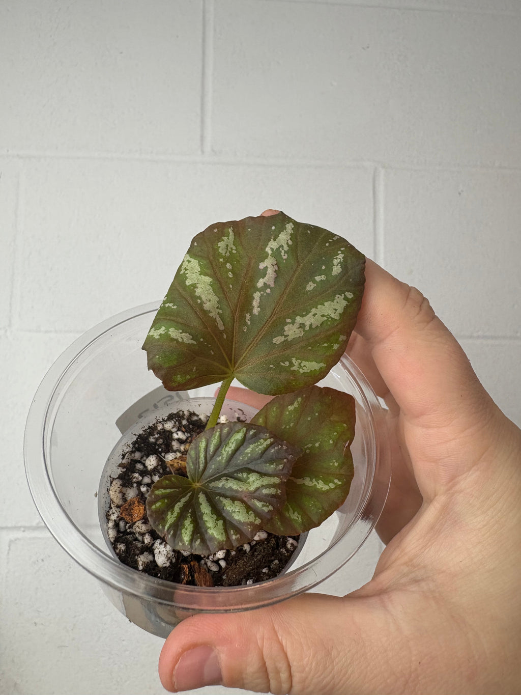 B92–1517- begonia ‘candy stripes’