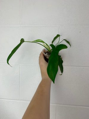 B77-3581- philodendron glad hands