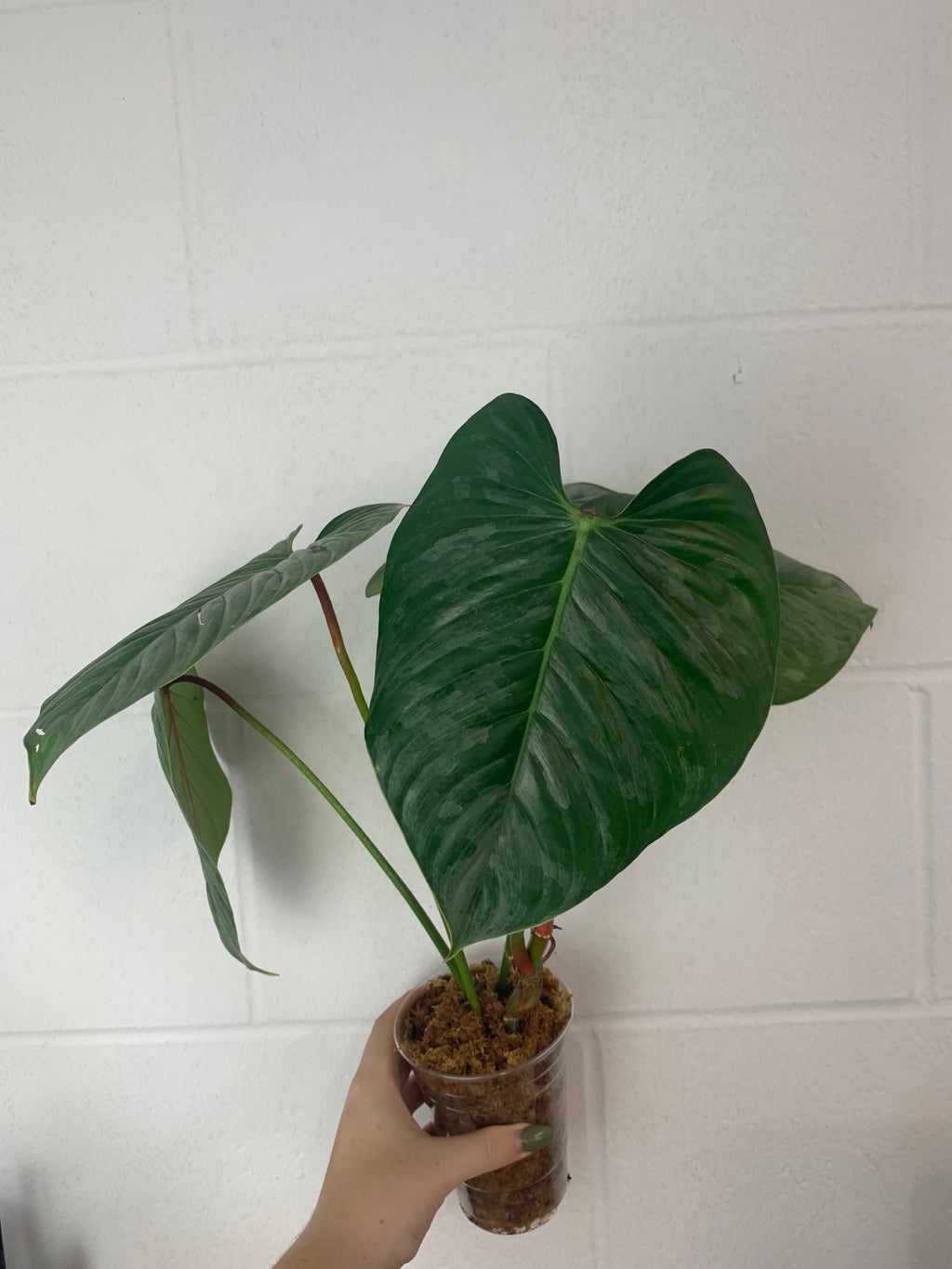 B26-3976-philodendron sodiroi