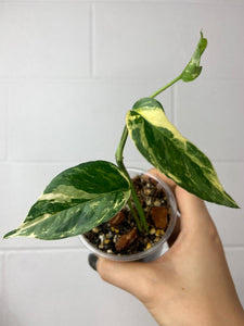 B70-0774- epipremnum pinnatum albo