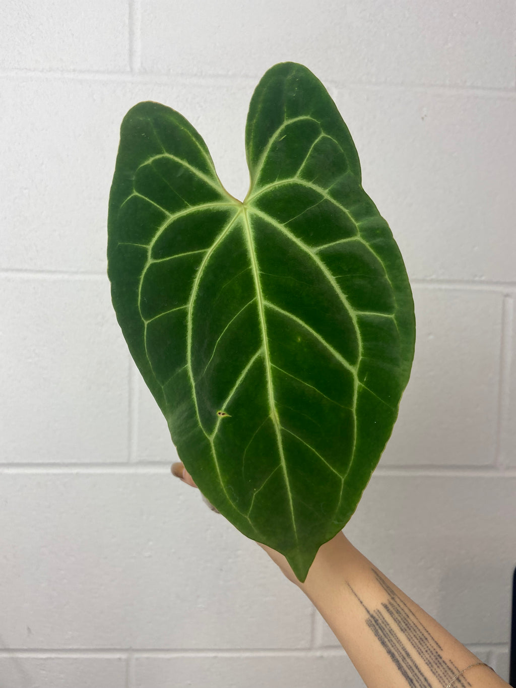 B24-0815- anthurium besseae aff