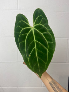 B24-0815- anthurium besseae aff