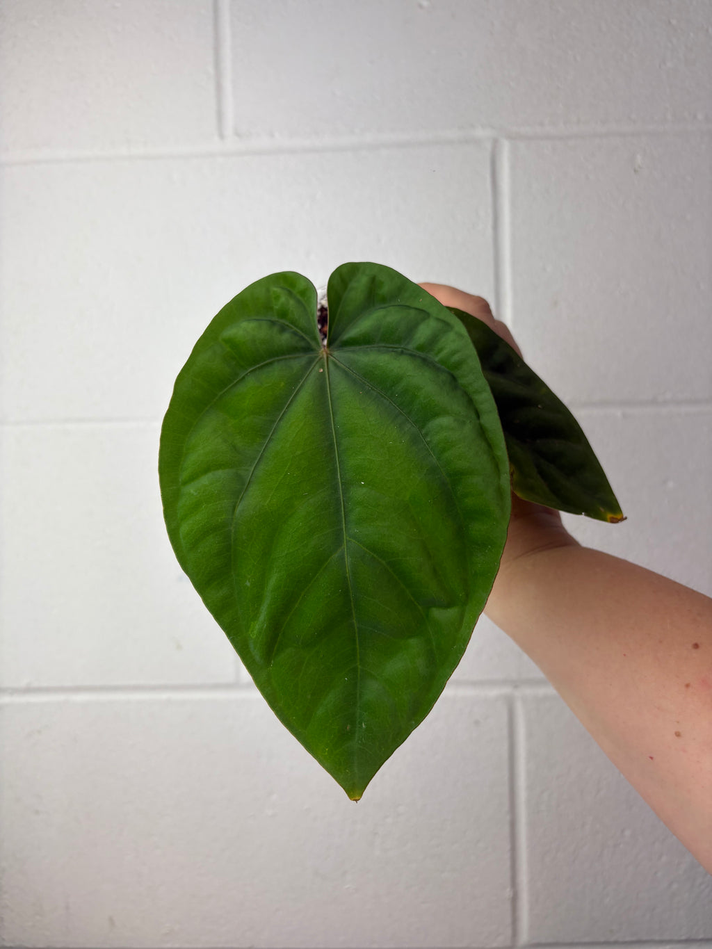 B60-1278-anthurium dressleri