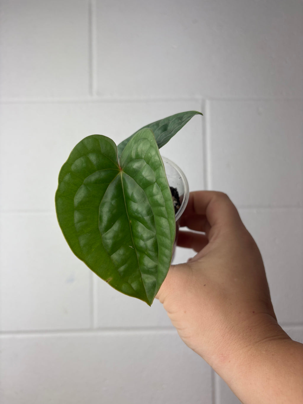 B63-1334- anthurium luxurians platinum
