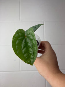 B63-1334- anthurium luxurians platinum