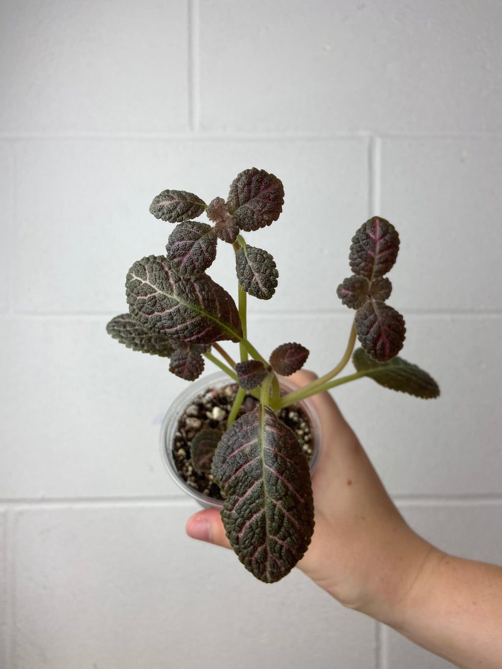 B2-9257- episcia cupreata