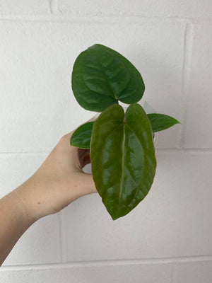 B08-0418- Anthurium ‘vag’ x luxurians