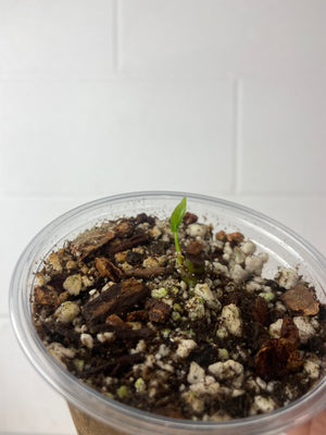 B8-9402- anthurium portilae x black sweet chonk